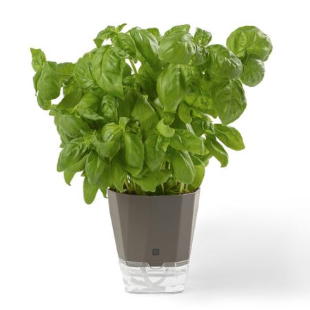 Aromatic Herb Planter